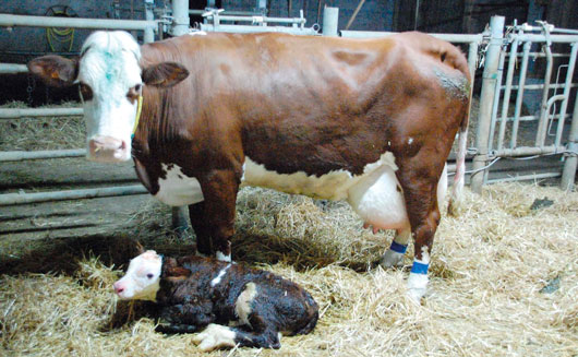 Overcoming the economic impact of dystocia in cattle