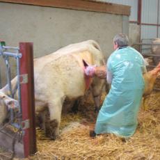 Lying behaviour after C-section: what is the cow trying to tell us?