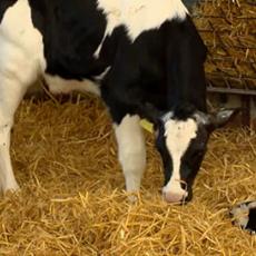 Best practices for calf dehorning