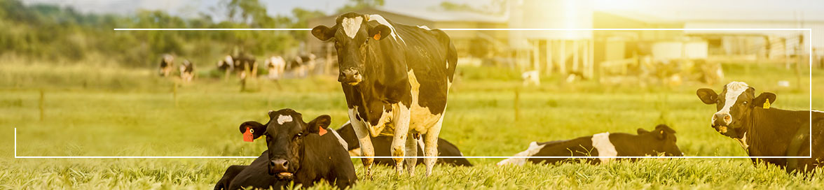 Farm animal well-being